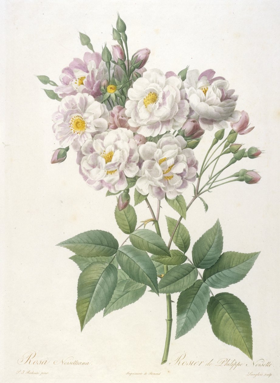 Rosa noisettiana, Rosier de Philippe de Noisette, z La Couronne des Roses, 1817-24 (ręcznie kolorowane kropkowane grawerowanie) autorstwa Pierre Joseph Redouté