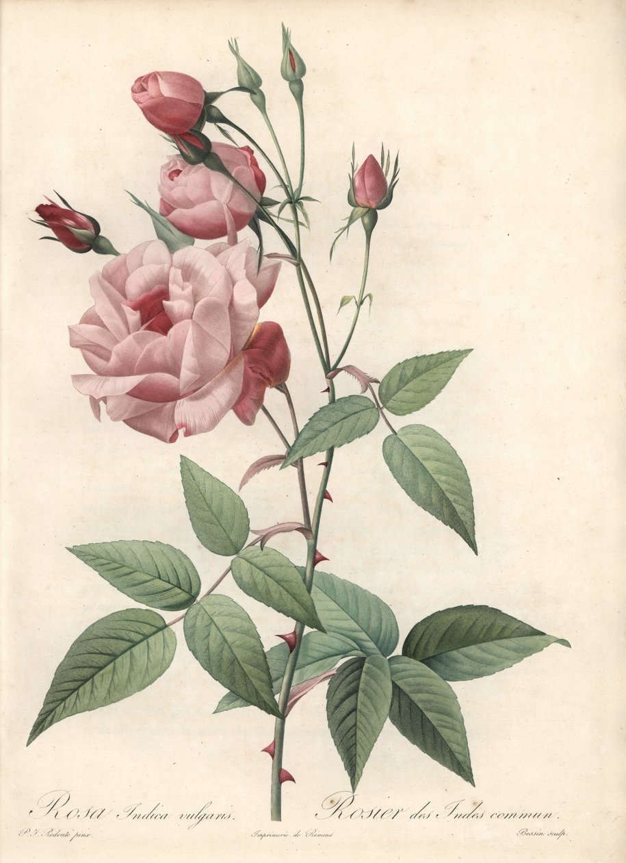 Rose Bengal Rose - Eau forte de Bessin, na podstawie ilustracji Pierre Joseph Redoute (1759-1840), z Les Roses autorstwa Pierre Joseph Redouté