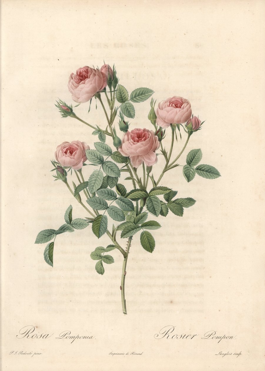 Rose de Meaux z różowymi kwiatami - Etching by Langlois, na podstawie ilustracji Pierre