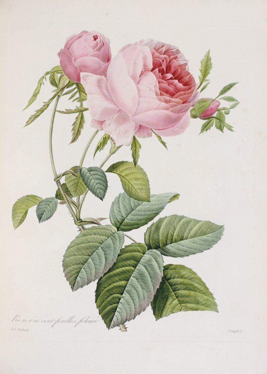 Róża, grawerowana przez Eustache Hyacinthe Langlois autorstwa Pierre Joseph Redouté