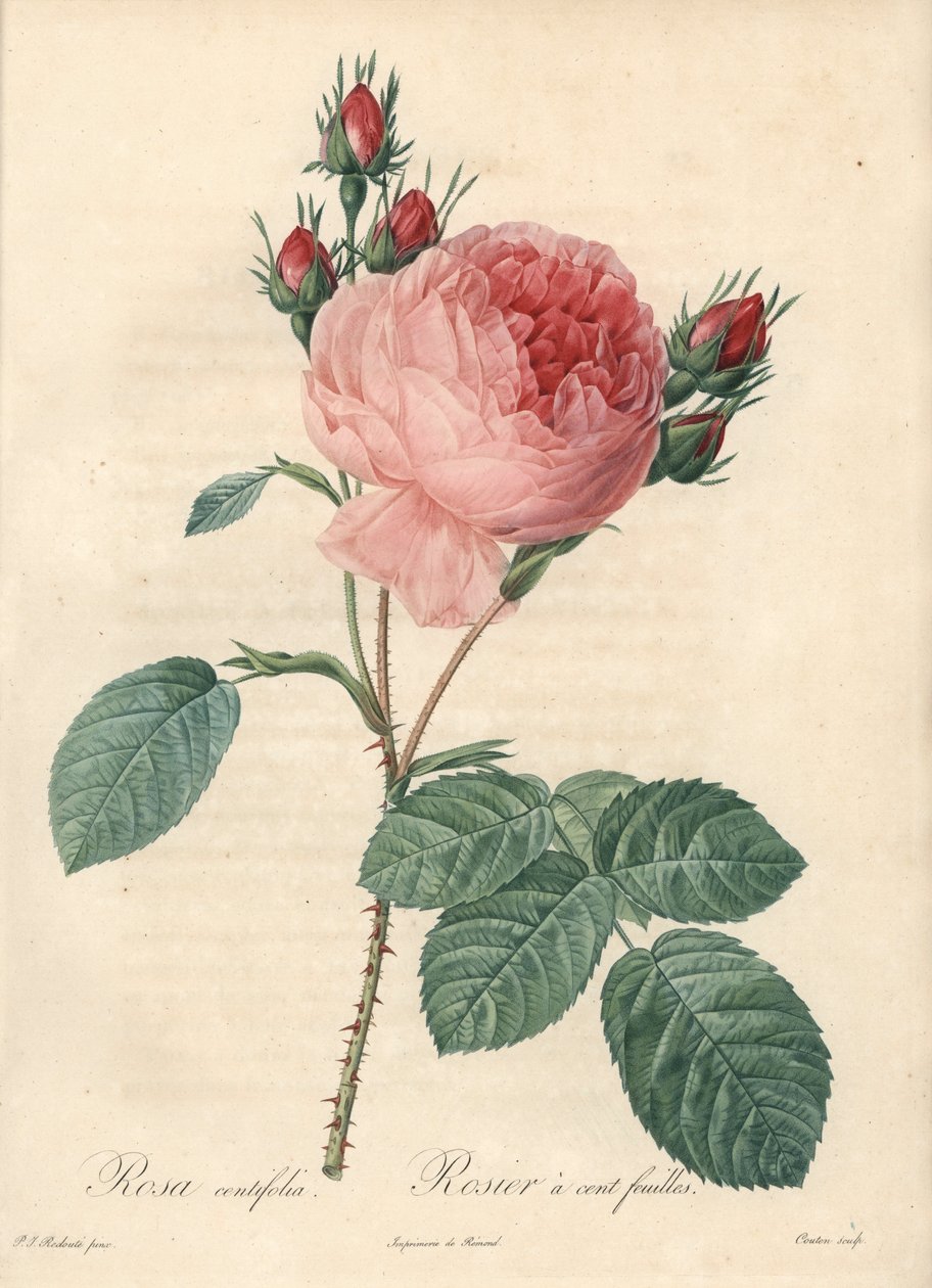 Róża sto liści (sto liści) - Eau forte Charlin, na podstawie ilustracji Pierre Joseph Redoute (1759-1840), z Les Roses autorstwa Pierre Joseph Redouté