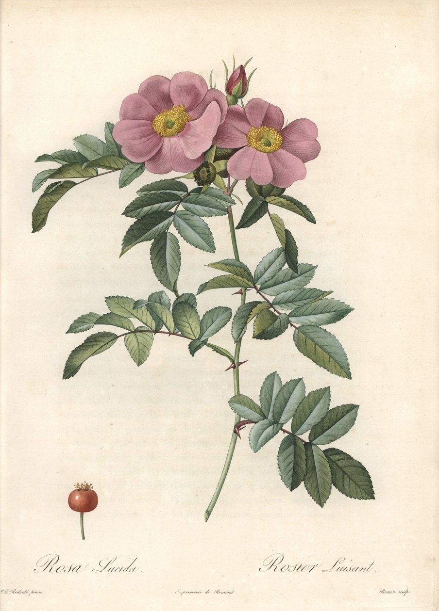 Róża z Wirginii, z różowymi kwiatami - Eau forte de Bessin, na podstawie ilustracji Pierre Joseph Redoute (1759-1840), z Les Roses autorstwa Pierre Joseph Redouté