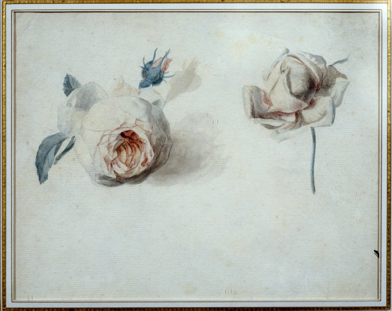 Rose study Akwarela Pierre