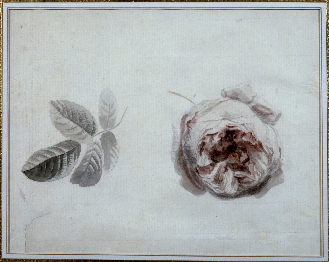 Rose study Akwarela Pierre