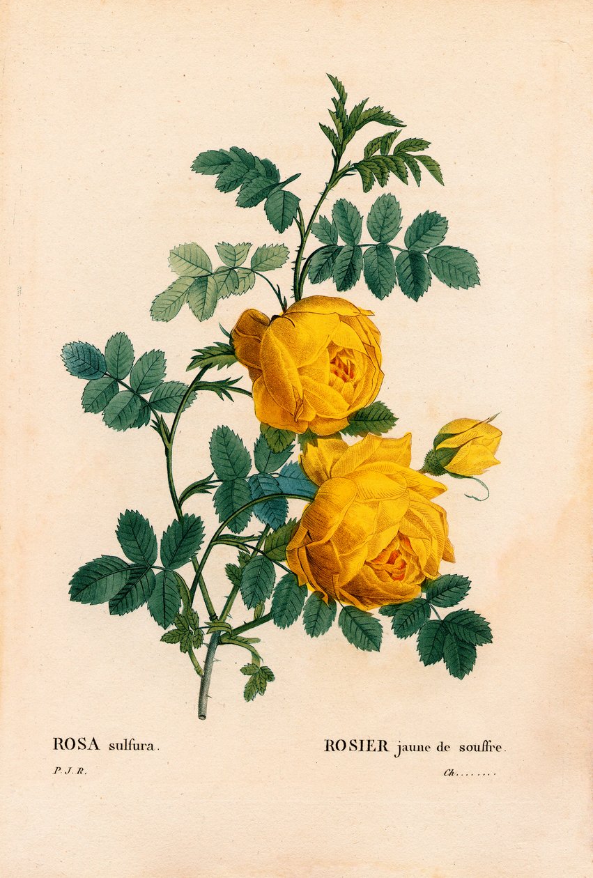 Siarka różana, Rosa hemisphaerica, Siarka różana żółta. Ręcznie barwiony miedzioryt kropkowany z „”Les Roses” Pierre