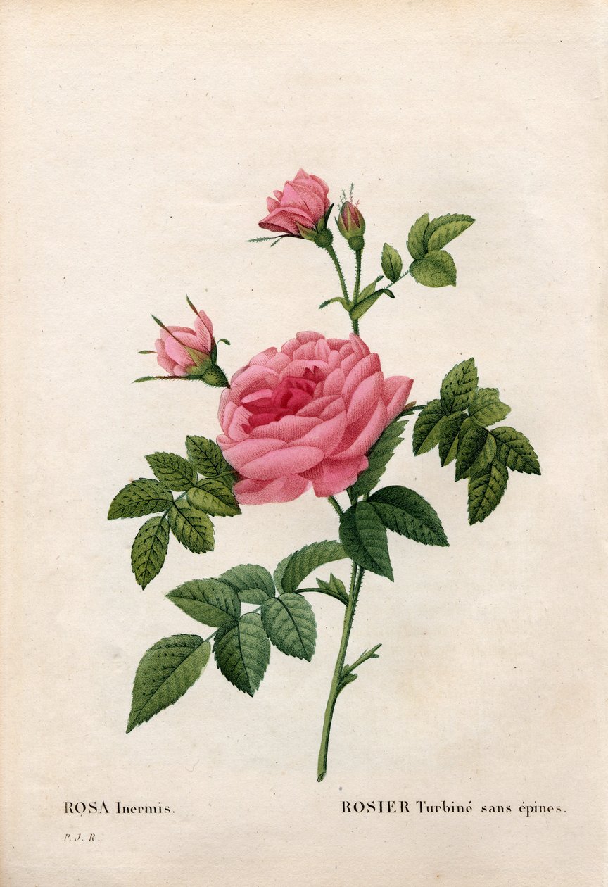 Róża bez kolca, odmiana Rosa francofurtana, turbina Rosier bez kolca. Ręcznie barwiony miedzioryt kropkowany z „”Les Roses” Pierre