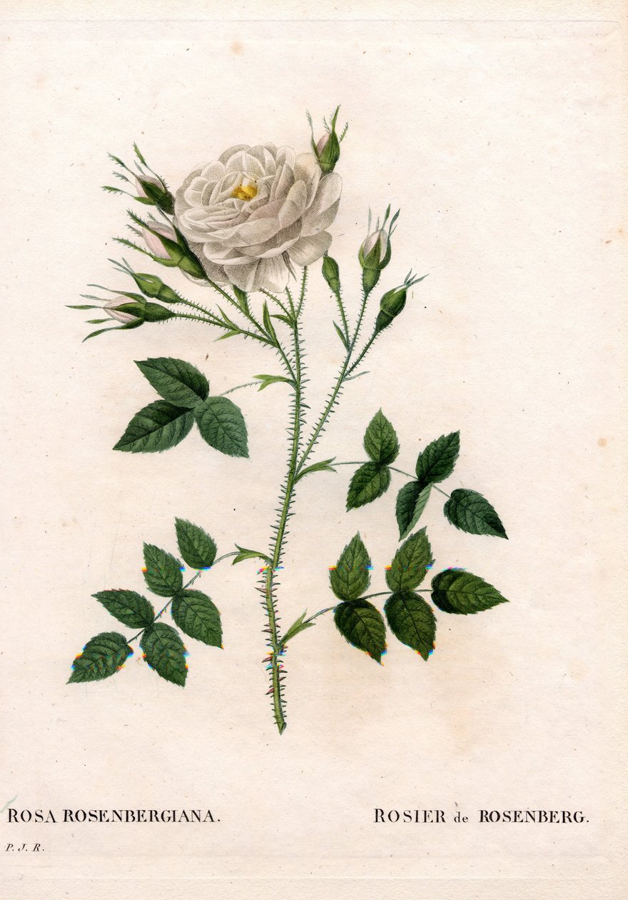 Róża Rosenberga, odmiana Rosa francofurtana, Rosier de Rosenberg. Ręcznie barwiony miedzioryt kropkowany z „”Les Roses” Pierre