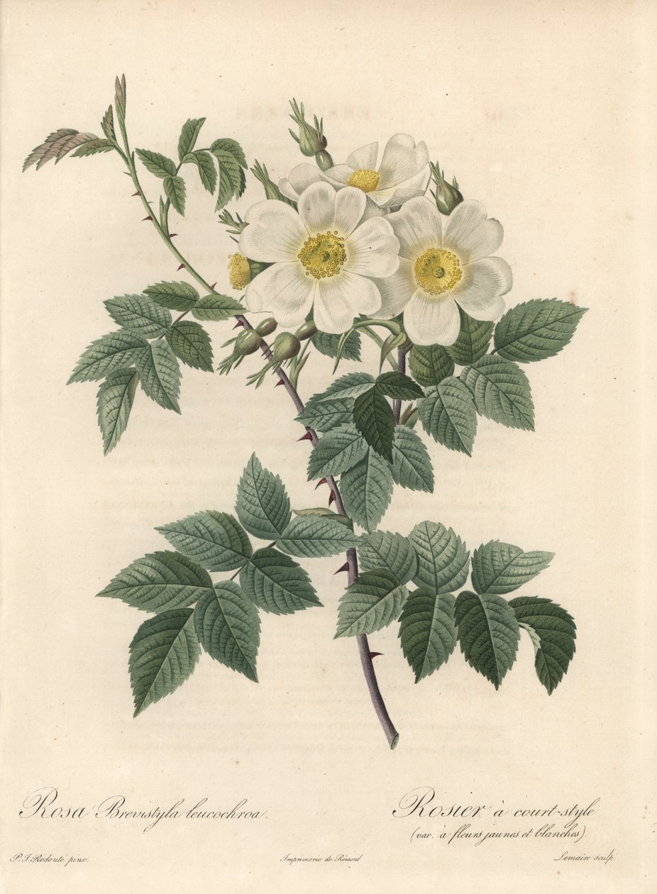 Rosier krótki styl, odmiana z żółto-białymi kwiatami - Eau forte autorstwa Langlois Charlin, z ilustracji Pierre Joseph Redoute (1759-1840), ekstrakt z Les Roses autorstwa Pierre Joseph Redouté
