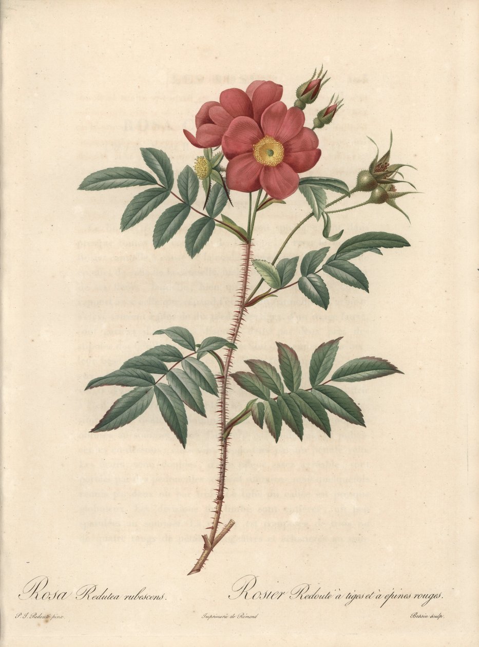 Brilliant Rose - Eau forte de Bessin, na podstawie ilustracji Pierre Joseph Redoute (1759-1840), z Les Roses autorstwa Pierre Joseph Redouté