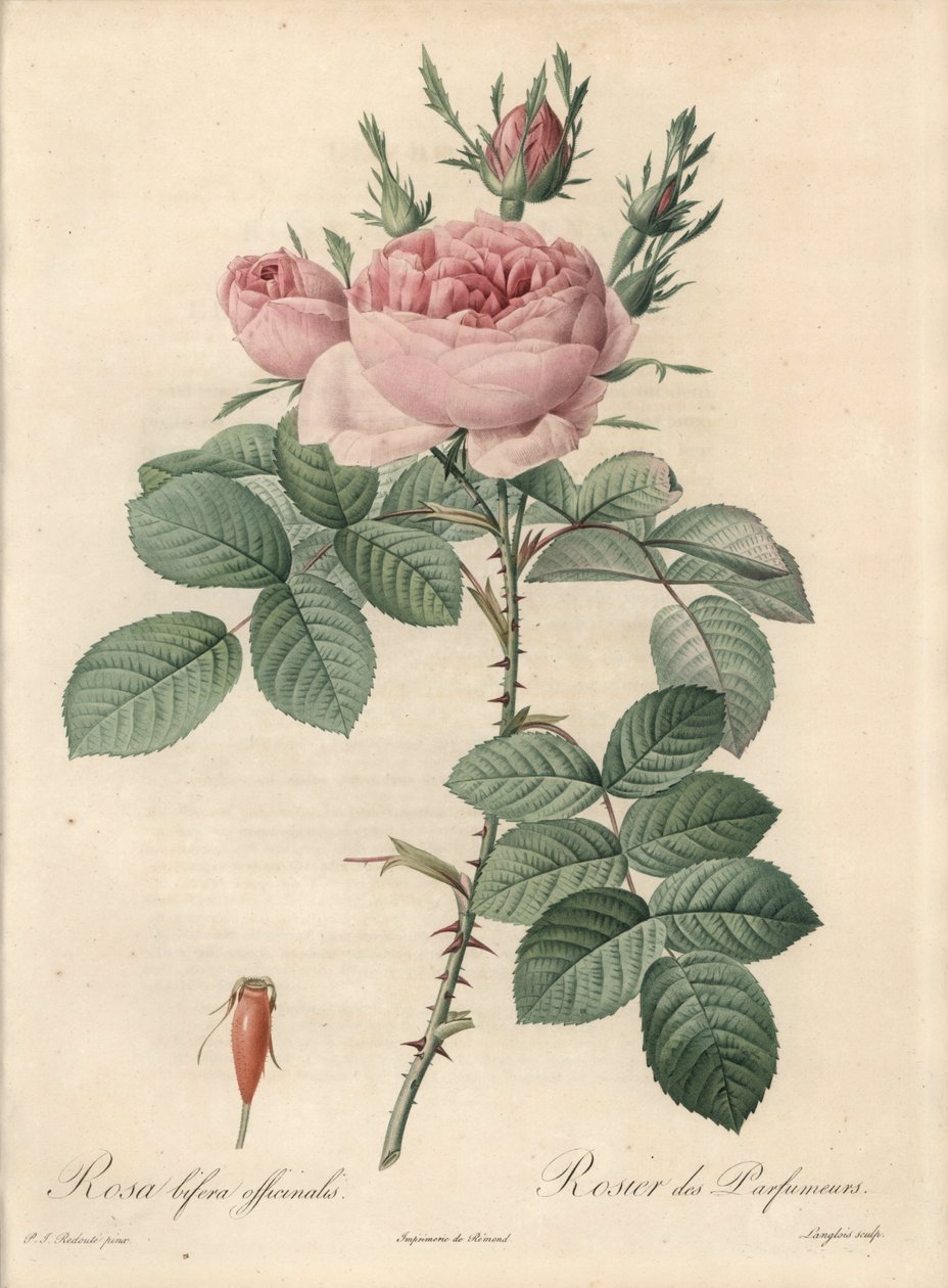 Róża damasceńska - Eau forte de Langlois, na podstawie ilustracji Pierre