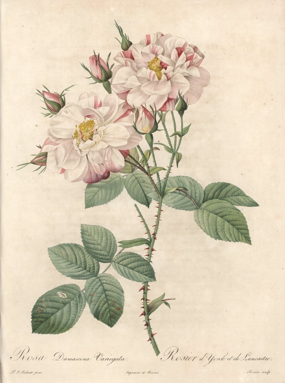 Róża damasceńska, odmiana York i Lancaster - Etching Bessin, z ilustracji Pierre Joseph Redoute (1759-1840), Les Roses autorstwa Pierre Joseph Redouté
