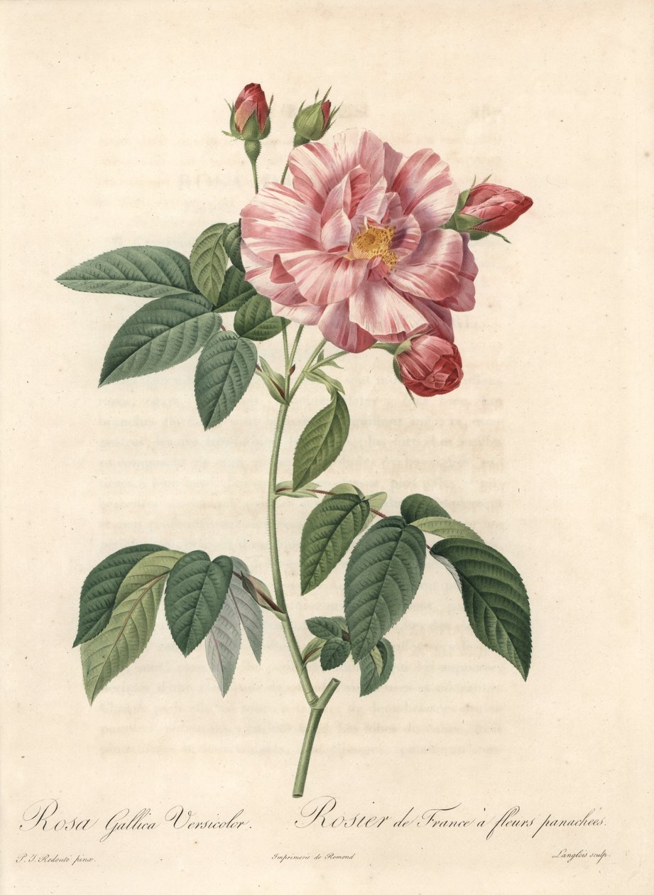 Róża francuska lub róża z Provins, odmiana versicolor - Etching of Langlois, z ilustracji Pierre Joseph Redoute (1759-1840), wyciąg z Les Roses autorstwa Pierre Joseph Redouté