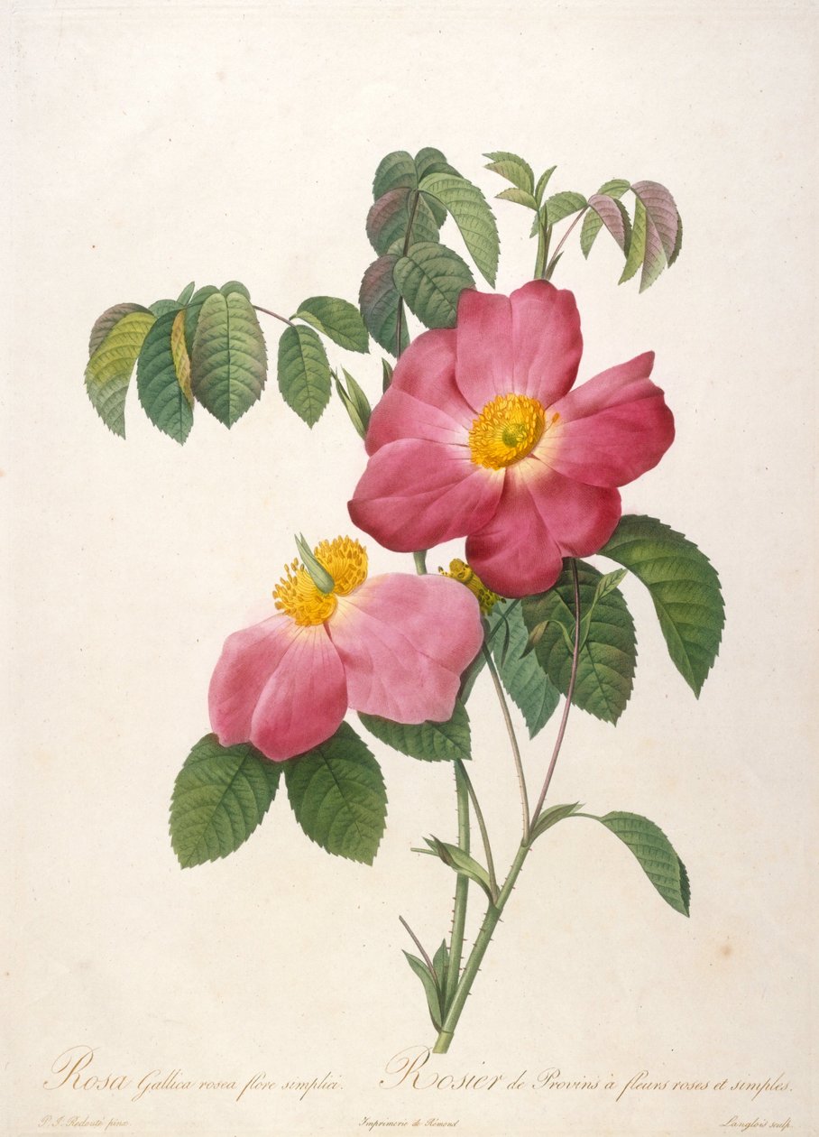 Krzew róży z Provinsi Z La Couronne de roses, 1817-1824. autorstwa Pierre Joseph Redouté