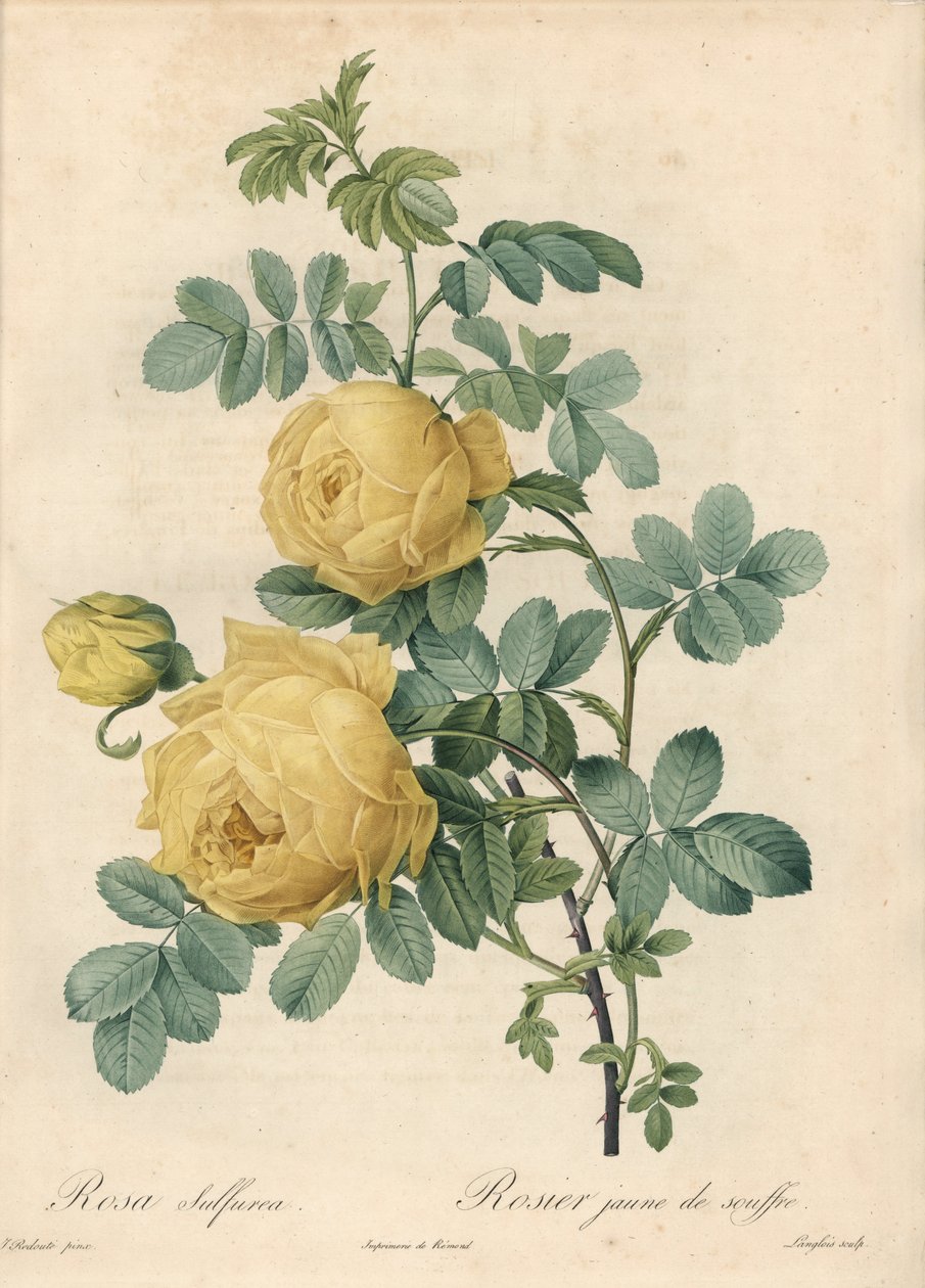 Rosier des Turks - Eau forte de Langlois, na podstawie ilustracji Pierre