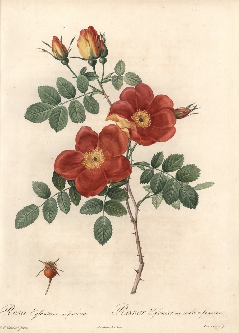 Rosier fetide lub jeżyna Austrii - Eau forte de Coutan, na podstawie ilustracji Pierre Joseph Redoute (1759-1840), z Les Roses autorstwa Pierre Joseph Redouté