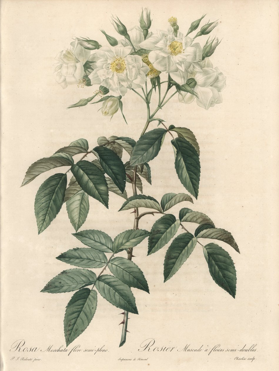 Róża piżmowa, z podwójnymi kwiatami - Etching by Charlin, z ilustracji Pierre Joseph Redoute (1759-1840), wyciąg z Les Roses autorstwa Pierre Joseph Redouté