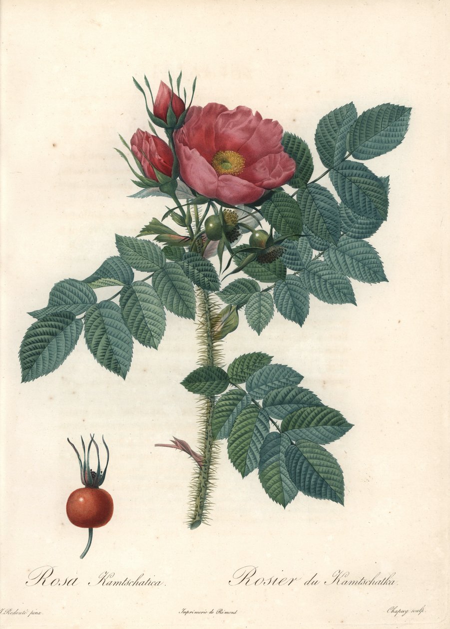 Szorstka róża lub róża kamczacka - Eau forte de Chapuy, z ilustracji Pierre Joseph Redoute (1759-1840), z Les Roses autorstwa Pierre Joseph Redouté