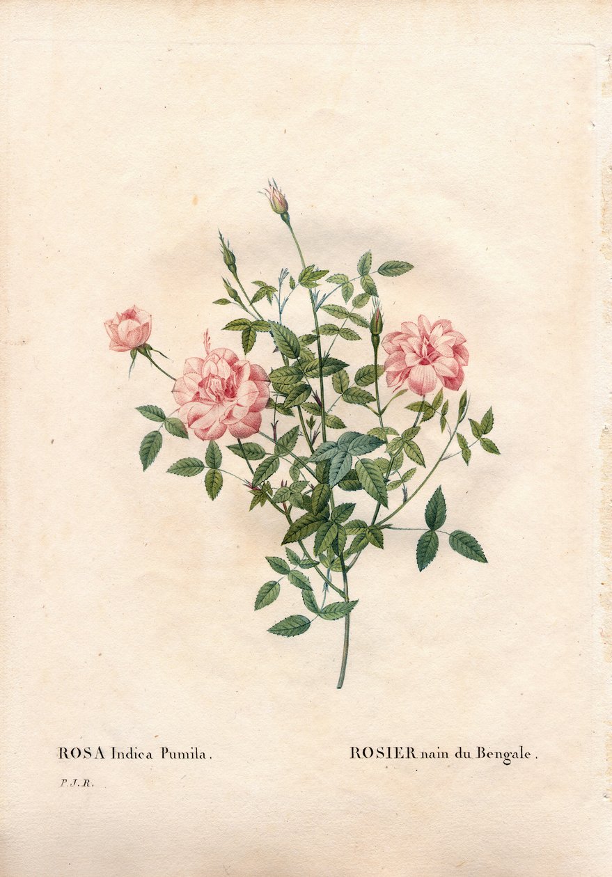 Róża Rouletii, Rosa chinensis var. minima Rouletii, bengalska róża karłowata. Ręcznie barwiony miedzioryt kropkowany z „”Les Roses” Pierre