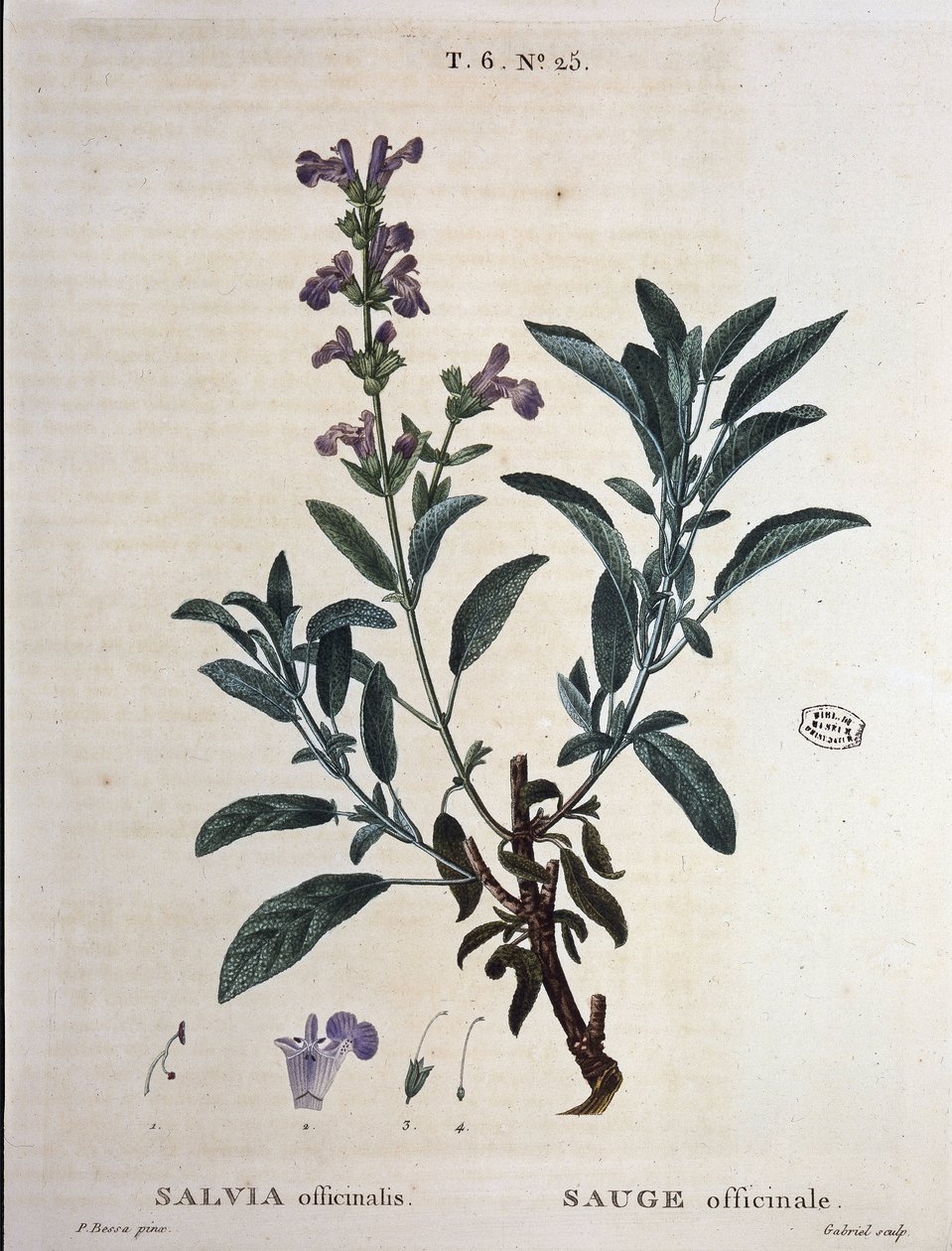 Sage officinalis - w „”Nowym Duhamelu lub traktacie o drzewach i krzewach, które zakradły się we Francji”, rysunki P.J. Redouté i P. Bessa, Paryż autorstwa Pierre Joseph Redouté