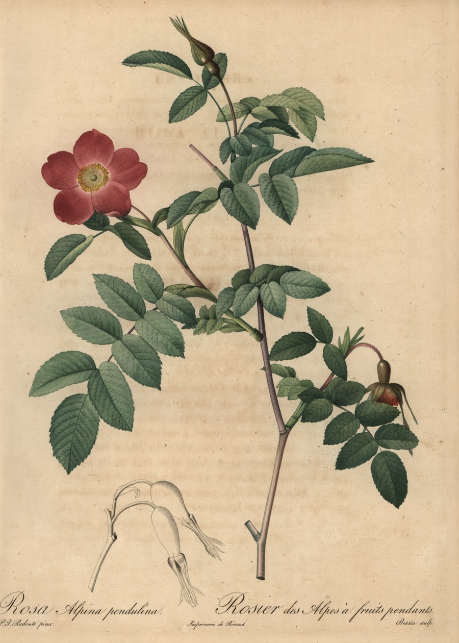 Szkarłatna róża alpejska, Rosa pendulina autorstwa Pierre Joseph Redouté