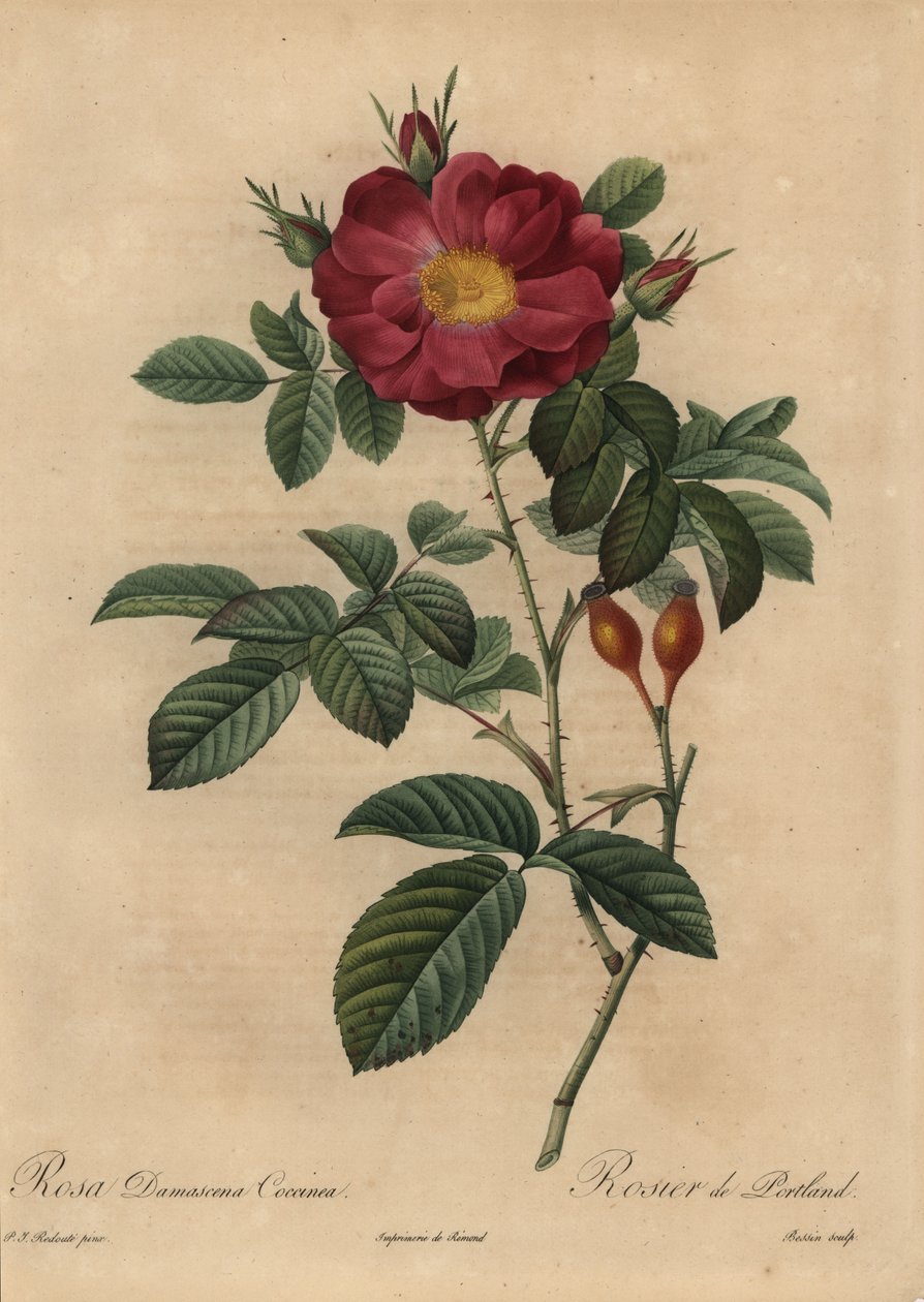 Szkarłatna róża damasceńska, Rosa damascena autorstwa Pierre Joseph Redouté