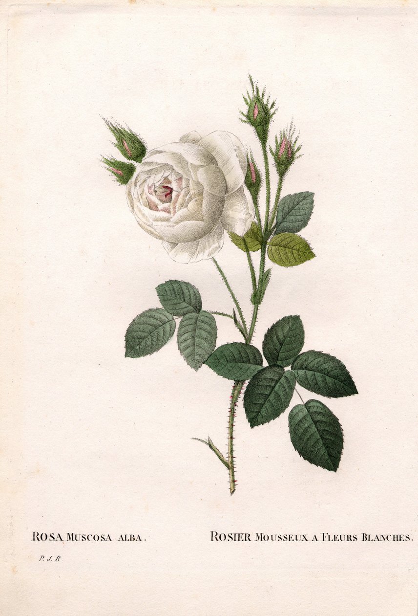 Biała róża mchowa Shailer, Rosa centifolia var. alba-muscosa, musująca róża z białymi kwiatami. Ręcznie barwiony miedzioryt kropkowany z „”Les Roses” Pierre