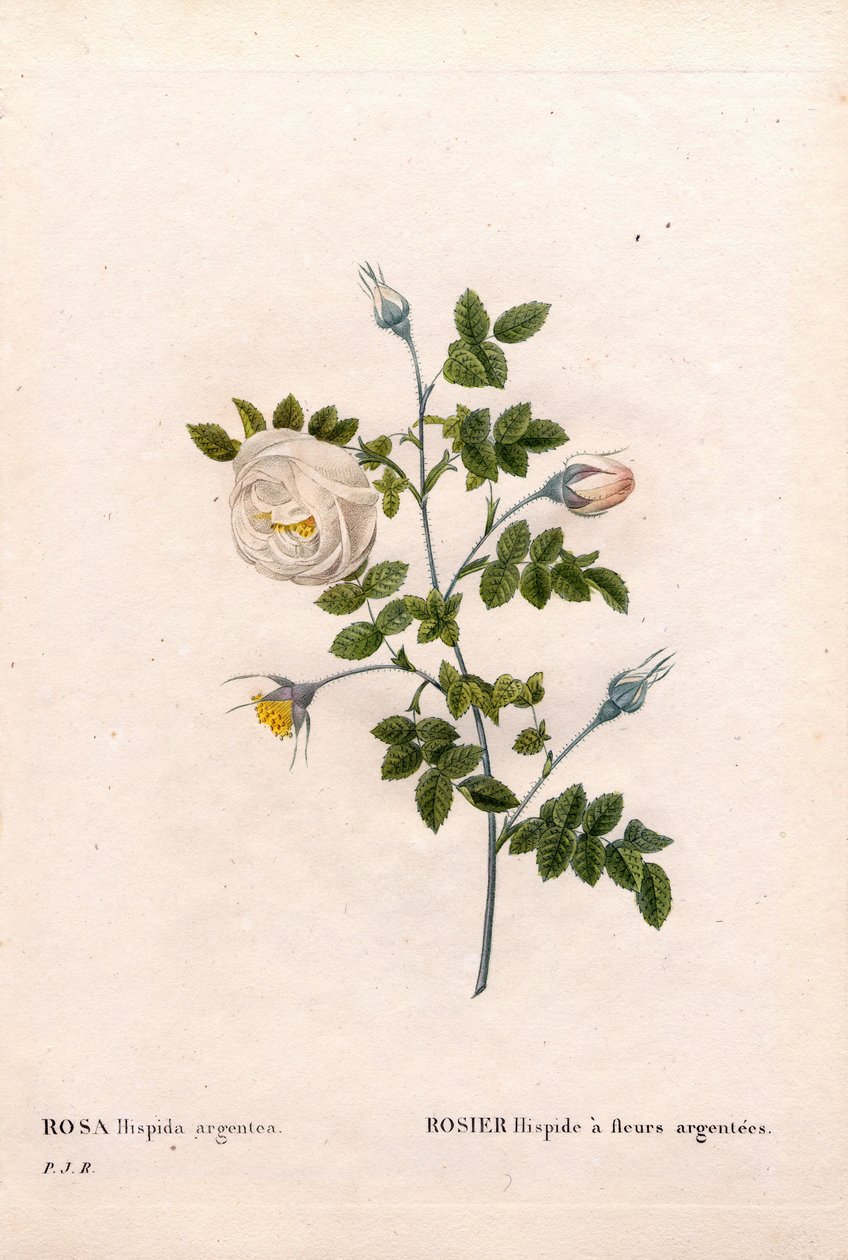 Różyczka srebrnokwiatowa, odmiana Rosa tomentosa, Pink Rose ze srebrnymi kwiatami. Ręcznie barwiony miedzioryt kropkowany z „”Les Roses” Pierre