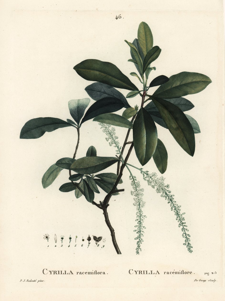 Cyrilla bagienna, Cyrilla racemiflora. Ręcznie barwiony grawerunek punktowany autorstwa De Gouy według ilustracji Pierre-Joseph Redoute z Treat des Arbres et Shrustes Henri Louisa Duhamela du Moncel, Paryż autorstwa Pierre Joseph Redouté