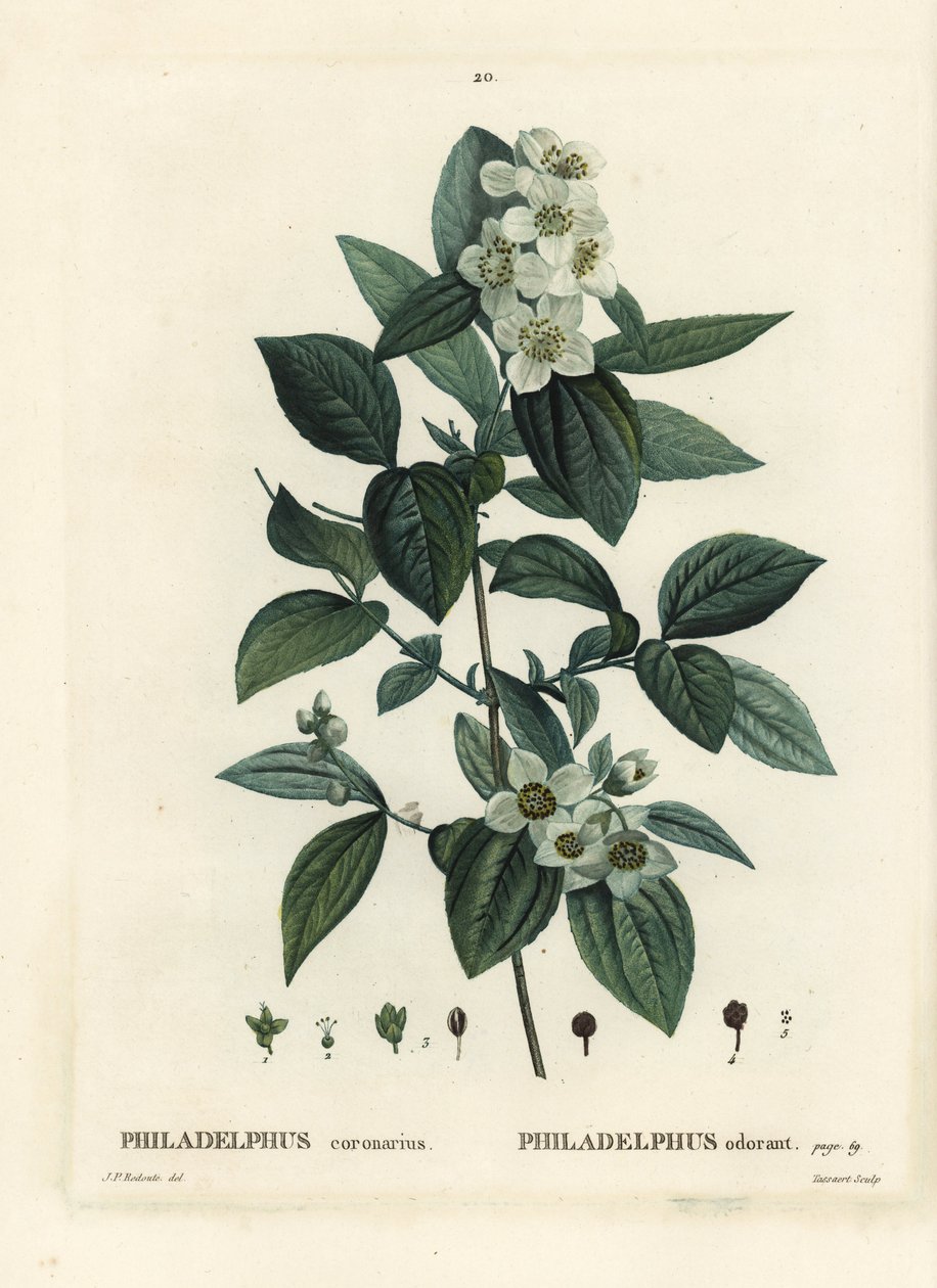 Słodka pomarańcza, dereń angielski, Philadelphus coronarius. Ręcznie barwiony grawerunek punktowany autorstwa Tassaerta według ilustracji Pierre-Josepha Redoute z Treat des Trees et Shrustes Henri Louisa Duhamela du Moncel, Paryż autorstwa Pierre-Joseph Redouté