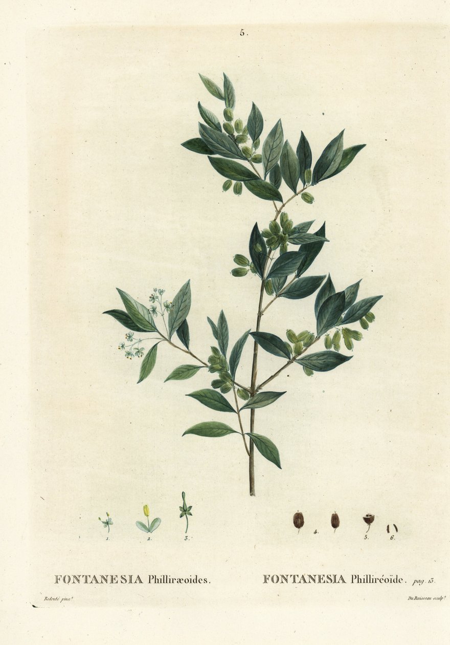ligustr syryjski, Fontanesia phillyreoides. Ręcznie barwiony grawerunek punktowany autorstwa Du Ruisseau według ilustracji Pierre-Josepha Redoute z Treat des Arbres et Shrustes Henri Louisa Duhamela du Moncel, Paryż autorstwa Pierre Joseph Redouté