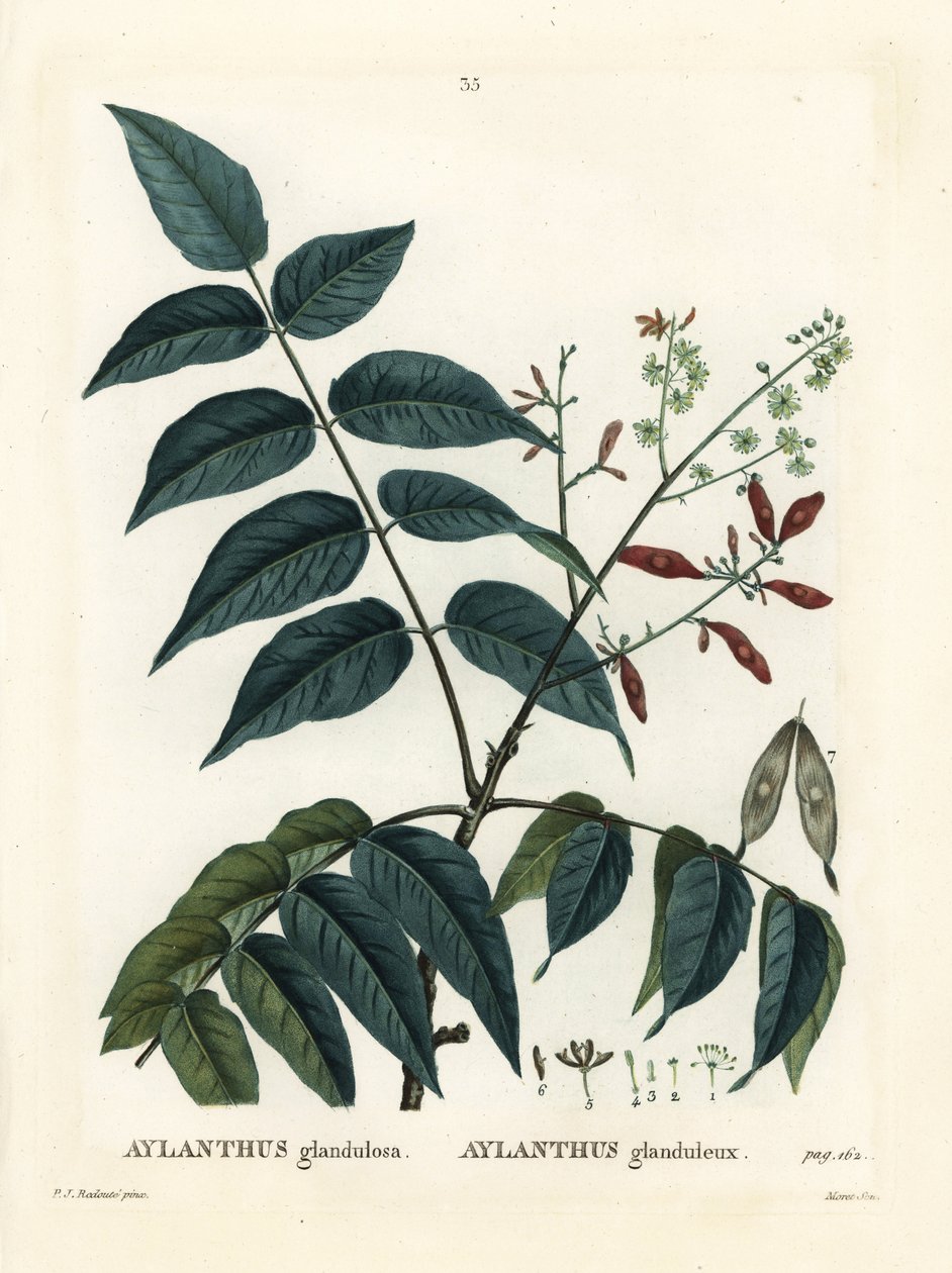 Drzewo nieba, ailanthus lub chouchun, Ailanthus altissima (Aylanthus glandulosa). Ręcznie barwiony grawerunek punktowany autorstwa Moreta według ilustracji Pierre-Josepha Redoute z Treat des Arbres et Shrustes Henri Louisa Duhamela du Moncel, Paryż autorstwa Pierre Joseph Redouté