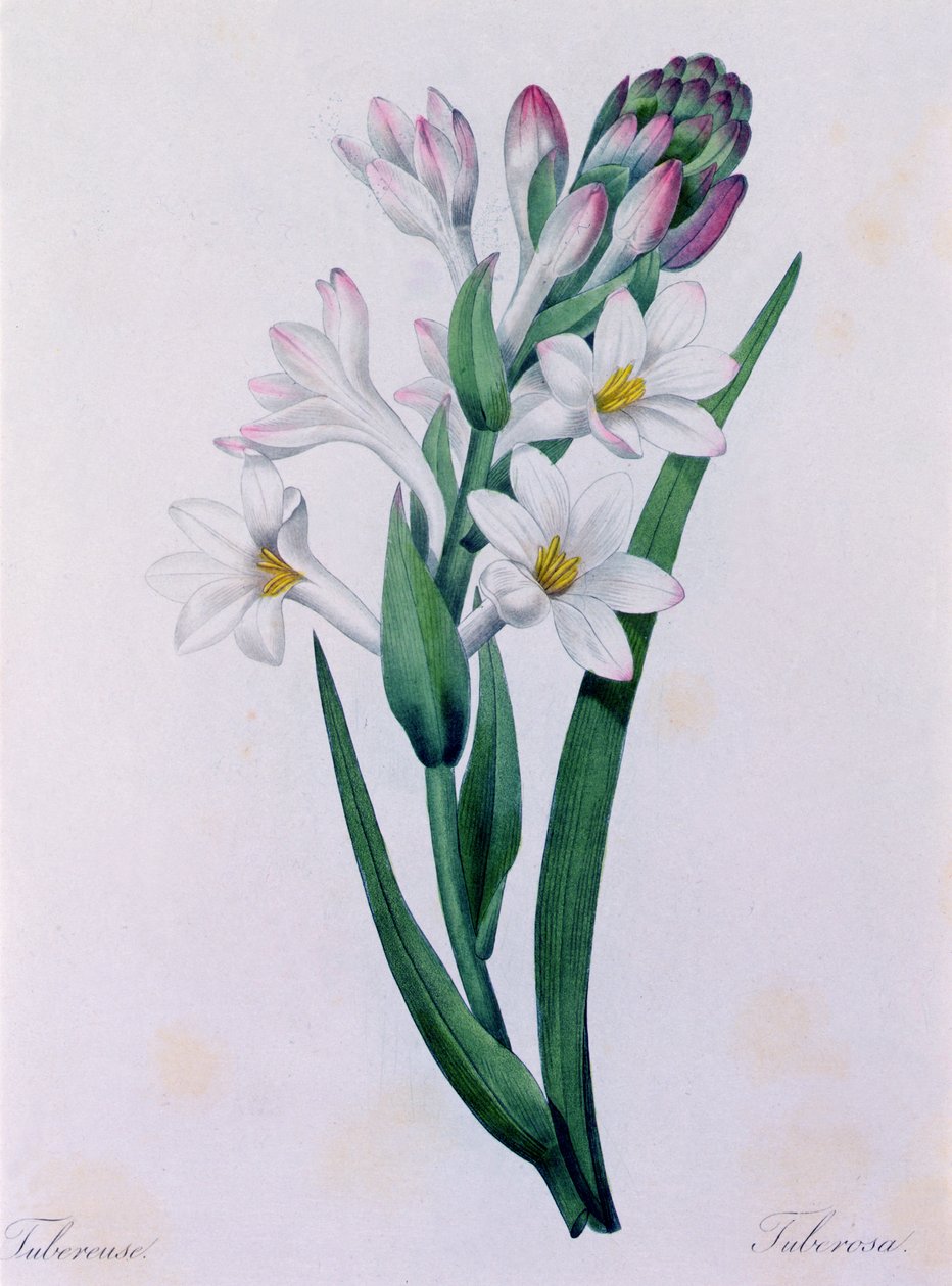Tuberosa (kolorowy grawer) autorstwa Pierre Joseph Redouté