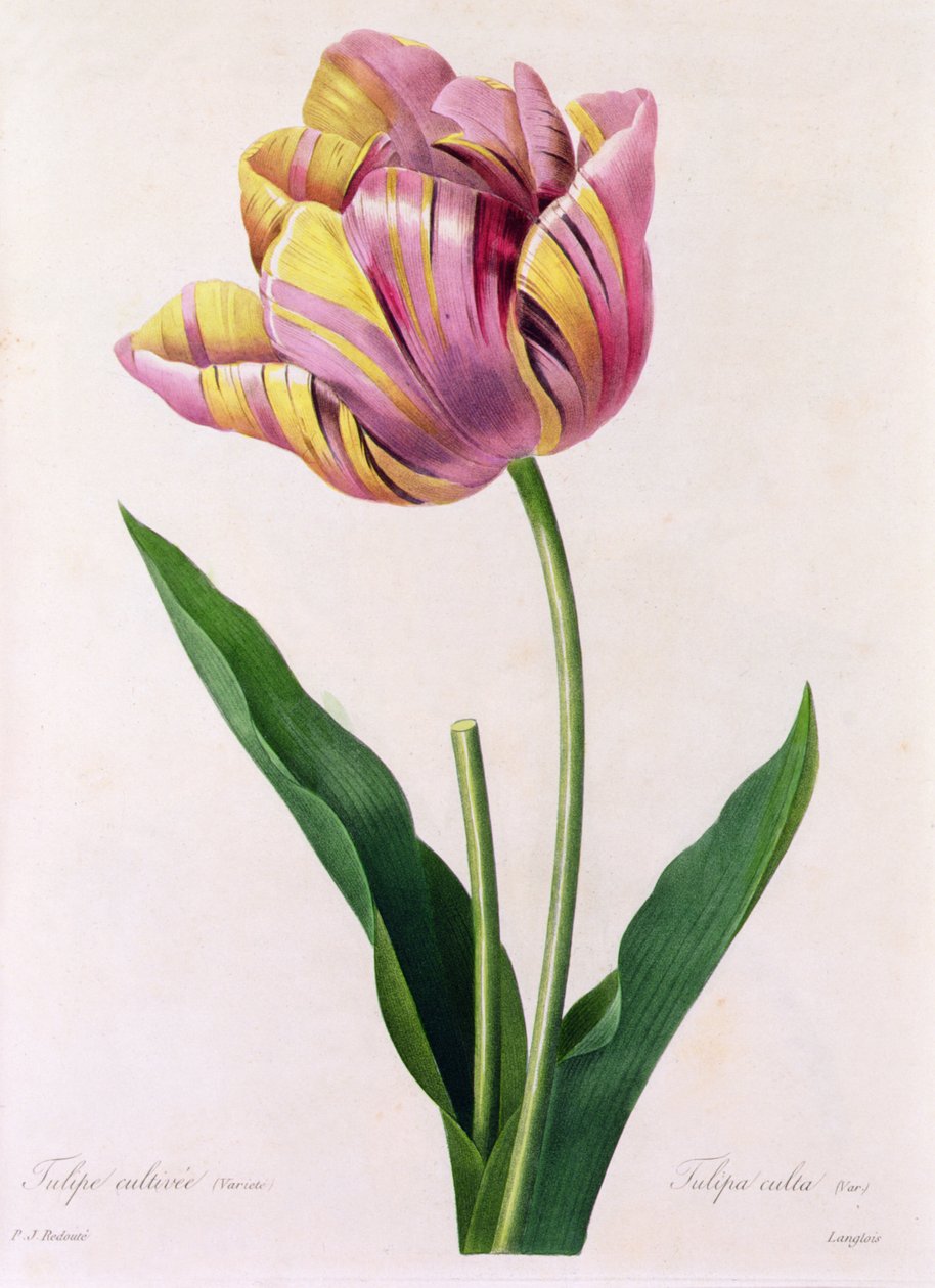 Tulipa Culta (kolorowy grawer) autorstwa Pierre Joseph Redouté