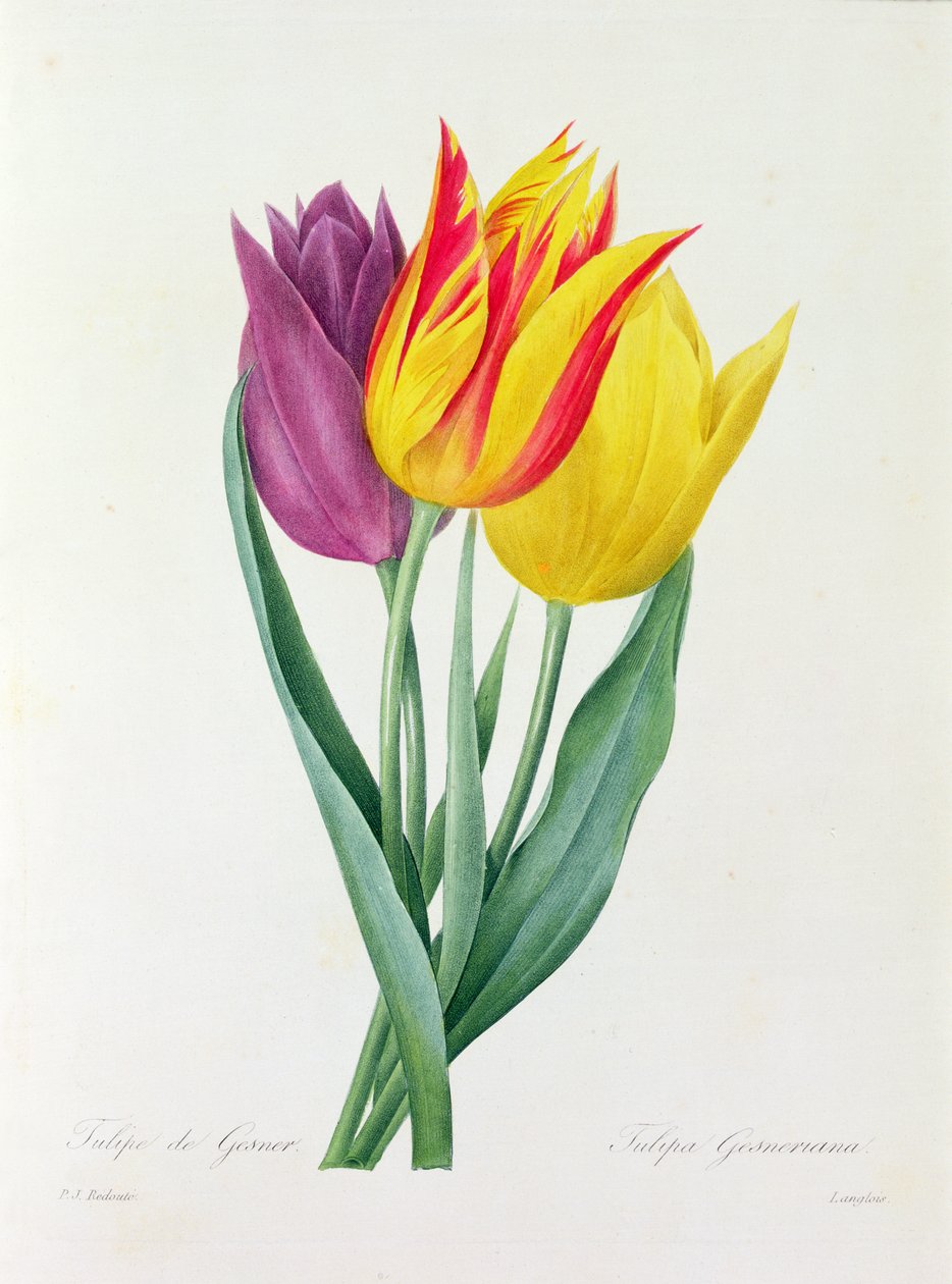 Tulipa Gesneriana (kolorowy grawer) autorstwa Pierre Joseph Redouté