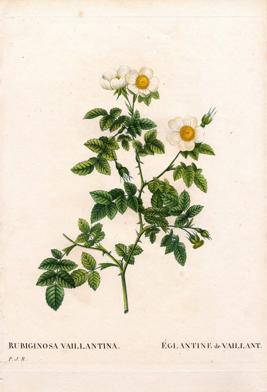 róża cukrowa Vaillant, odmiana Rosa rubiginosa, L