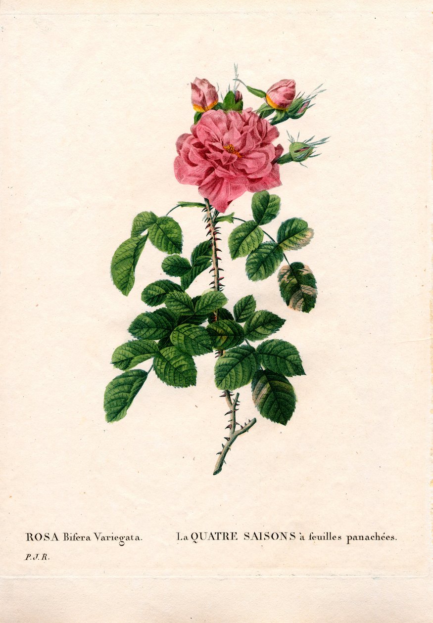 Różnobarwny Four Seasons różowy, Rosa damascena var. bifera. Ręcznie barwiony miedzioryt kropkowany z „”Les Roses” Pierre
