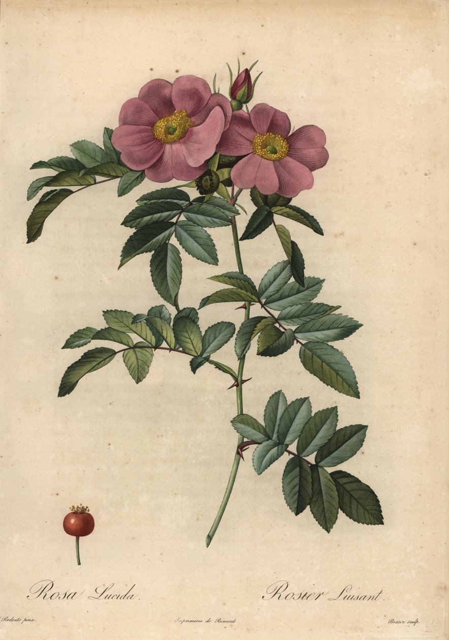 Fioletowa róża z Wirginii, Rosa virginiana autorstwa Pierre Joseph Redouté