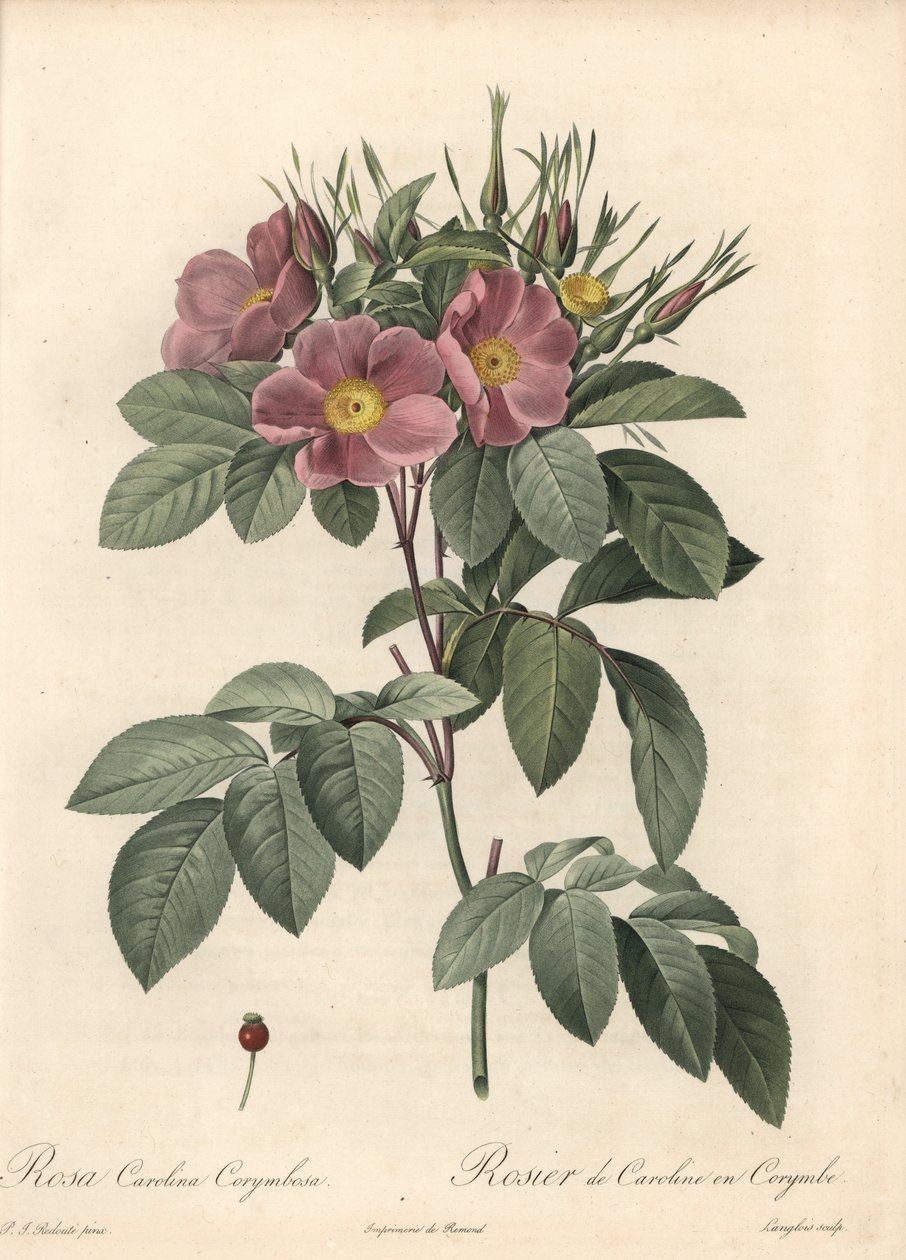Róża z Wirginii, ciemne kwiaty - Eau forte de Langlois, na podstawie ilustracji Pierre