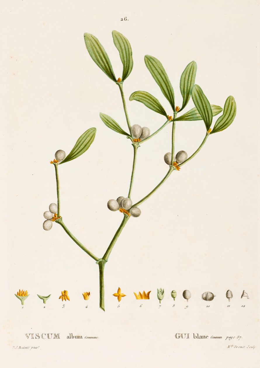 Viscum biały L. Jemioła, ok. 1800-1830. autorstwa Pierre Joseph Redouté