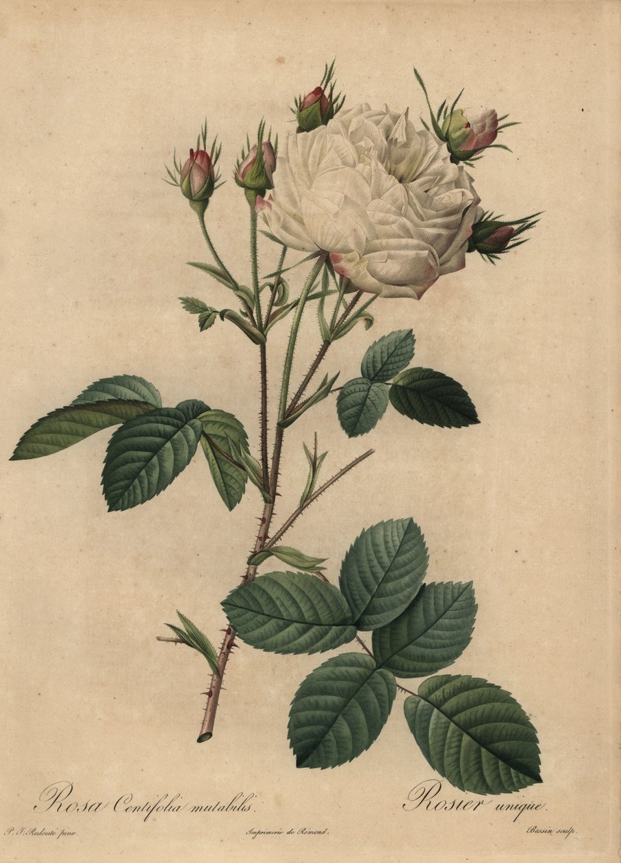 Kapusta biała i różowa Rosa centifolia autorstwa Pierre Joseph Redouté