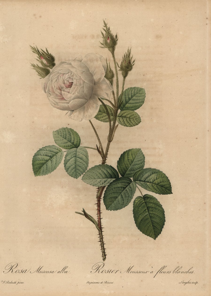 Kapusta biała róża , Rosa muscosa alba autorstwa Pierre Joseph Redouté