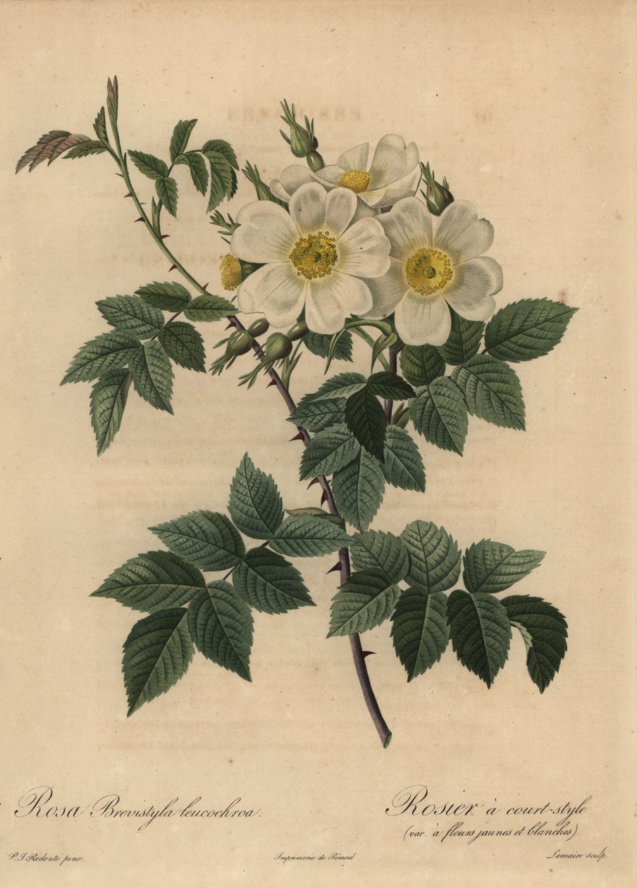 Biała róża dla psa, Rosa stylosa autorstwa Pierre Joseph Redouté