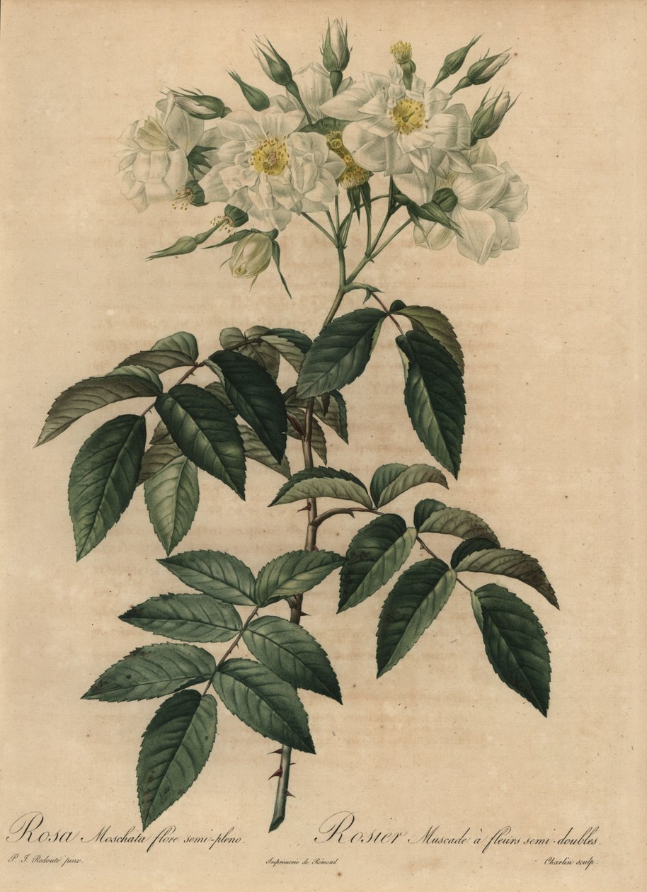 Biała róża piżmowa, Rosa moschata autorstwa Pierre Joseph Redouté