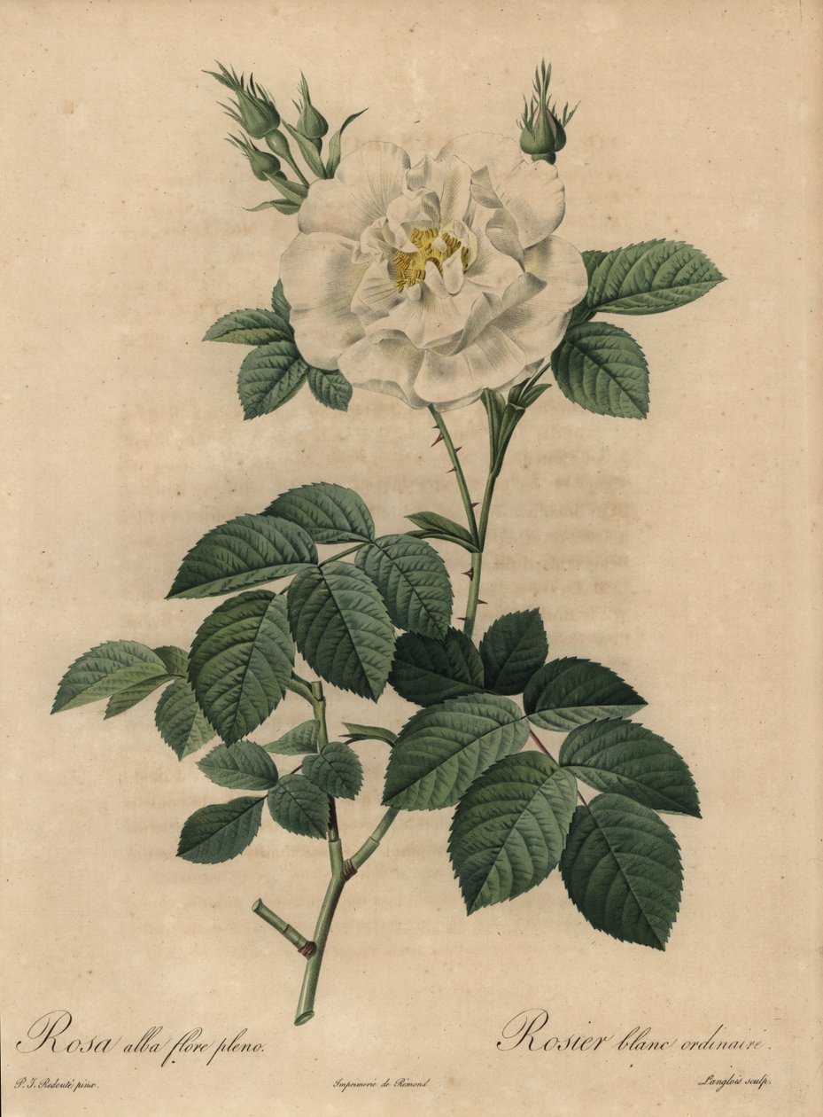 Biała róża, Rosa alba flore pleno, zwykła biała róża autorstwa Pierre Joseph Redouté