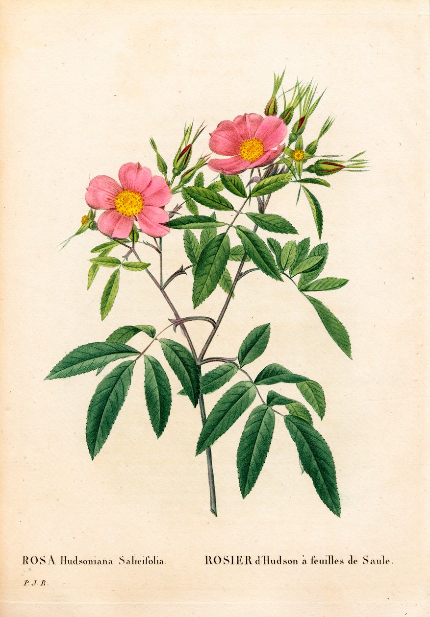 Różowe bagno o liściach wierzby, Rosa palustris, Róża Hudson o liściach wierzby. Ręcznie barwiony miedzioryt kropkowany z „”Les Roses” Pierre