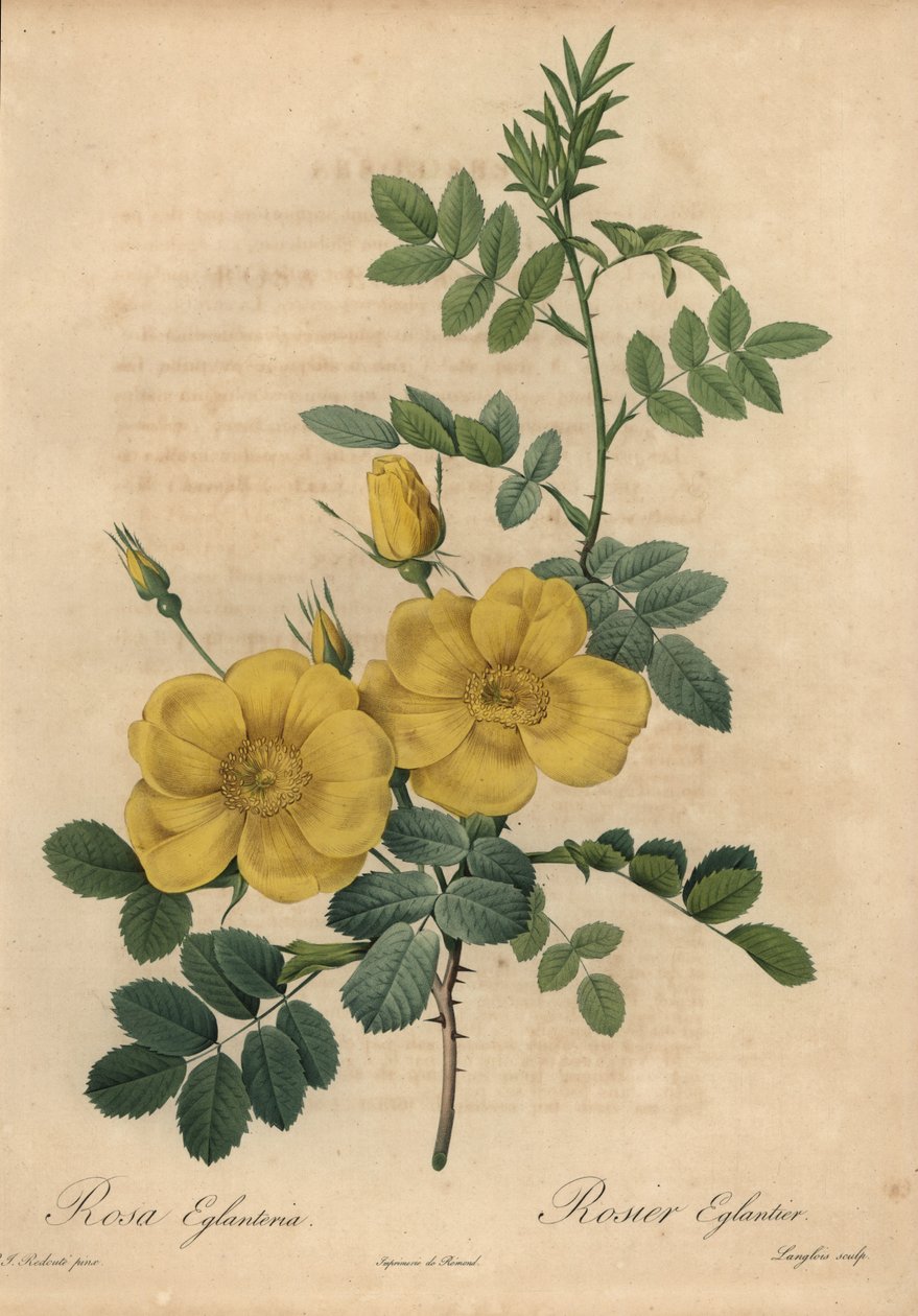 Żółta róża, Rosa eglanteria autorstwa Pierre Joseph Redouté