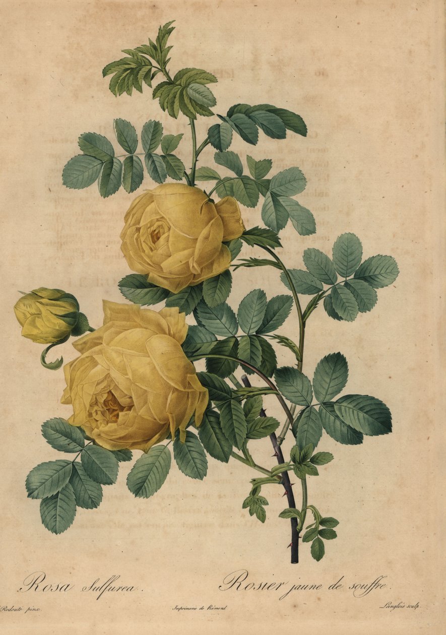 Żółta róża siarkowa, Rosa hemisphaerica autorstwa Pierre Joseph Redouté