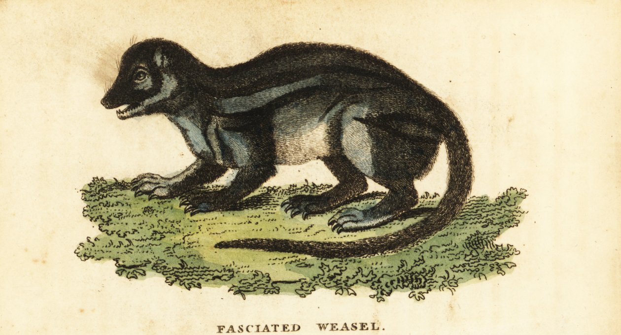 Mangusta szerokopaskowata, Galidictis fasciata., 1800 (rycina) autorstwa Pierre Sonnerat