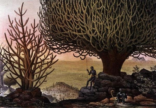 Widok Euphorbia Mamillarius i Euphorbia Canariensis z „Voyages au Soudan Oriental et dans Afrique Septentrionale” Pierre