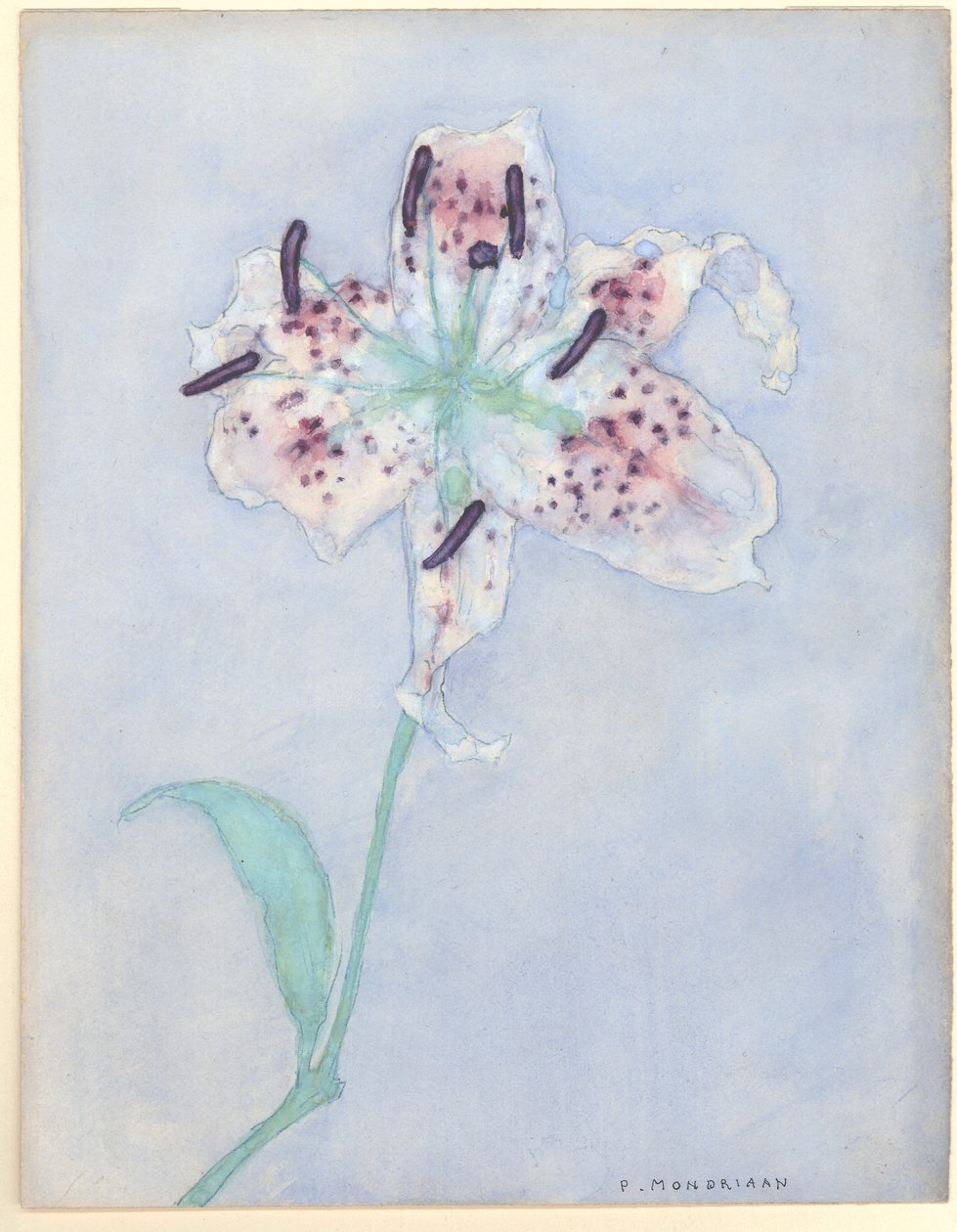 Lilia, po 1921 (wc na papierze) autorstwa Piet Mondrian